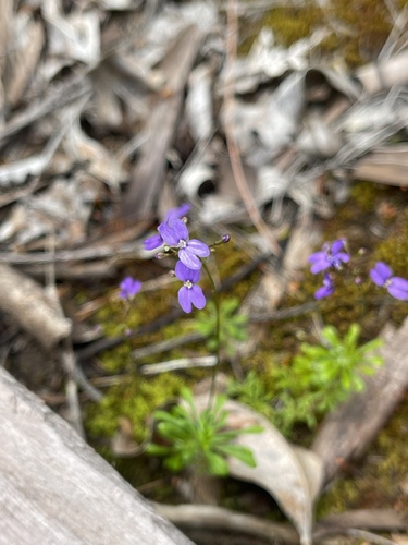 Stylidium pritzelianum (Stylidium pritzelianum)