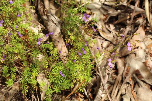 Stylidium pritzelianum (Stylidium pritzelianum)