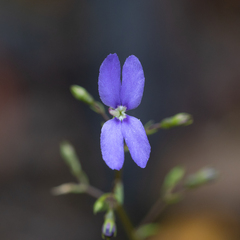 Stylidium pritzelianum (Stylidium pritzelianum)