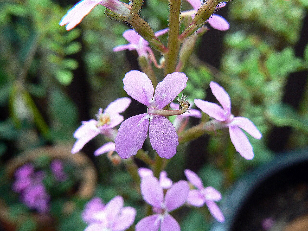 Stylidium productum: Image of flower of Stylidium productum, a trigger plant restricted to the Sydney area of Australia. Photo taken by me (Margaret Morgan) on 27 October, 2006 at T