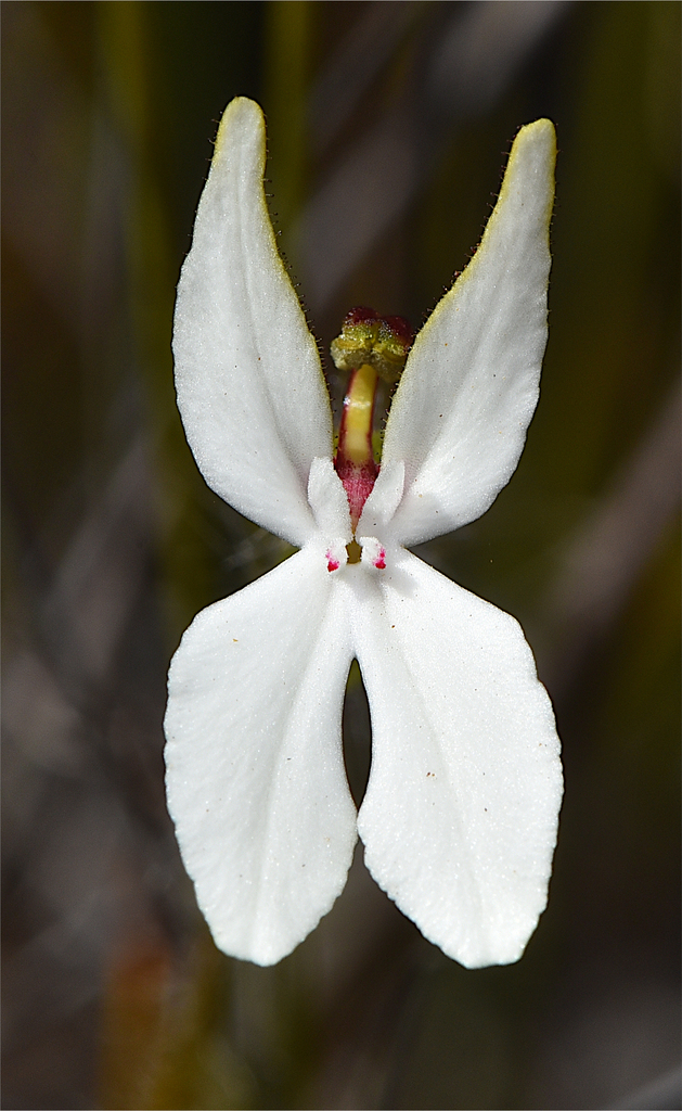 Stylidium pseudohirsutum (Stylidium pseudohirsutum)