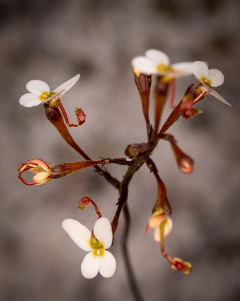 Stylidium pubigerum (Stylidium pubigerum)