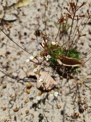 Stylidium pubigerum (Stylidium pubigerum)