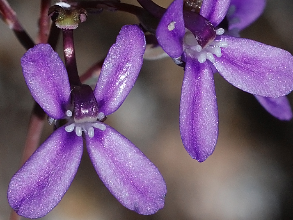 Stylidium purpureum: Stylidium purpureum