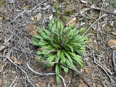 Stylidium pycnostachyum (Stylidium pycnostachyum)
