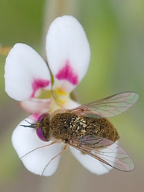 Stylidium pycnostachyum: Purple-eyed fly (possibly Geron sp.) on Stylidium pycnostachyum