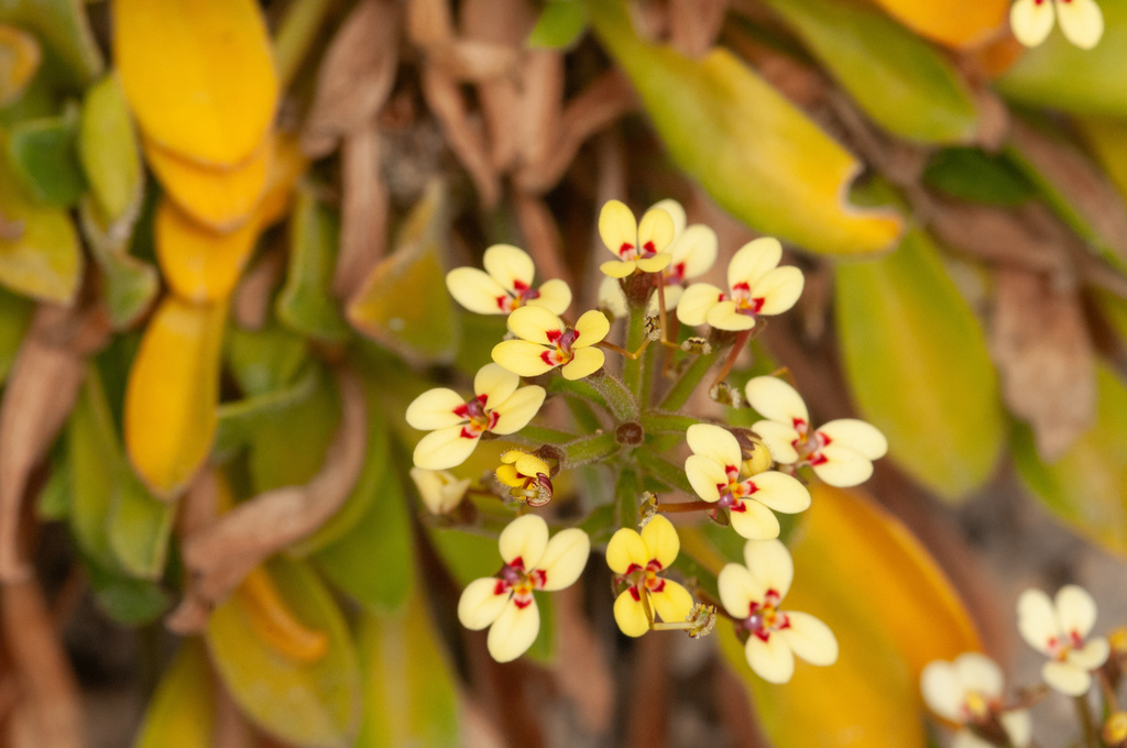 Stylidium pycnostachyum (Stylidium pycnostachyum)