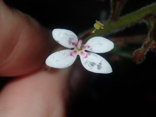 Stylidium pycnostachyum (Stylidium pycnostachyum)