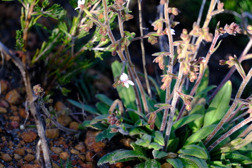 Stylidium pycnostachyum (Stylidium pycnostachyum)