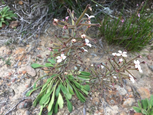 Stylidium pycnostachyum (Stylidium pycnostachyum)