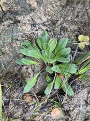 Stylidium pycnostachyum (Stylidium pycnostachyum)