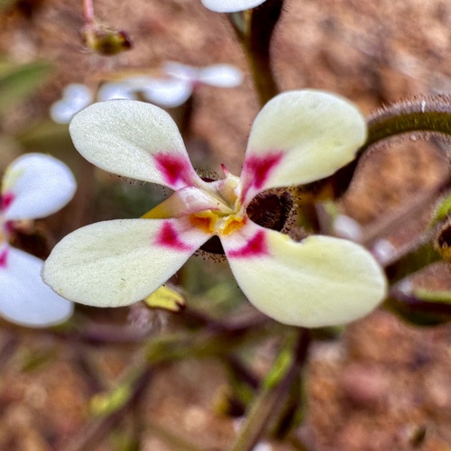 Stylidium pycnostachyum (Stylidium pycnostachyum)