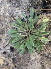 Stylidium pycnostachyum (Stylidium pycnostachyum)