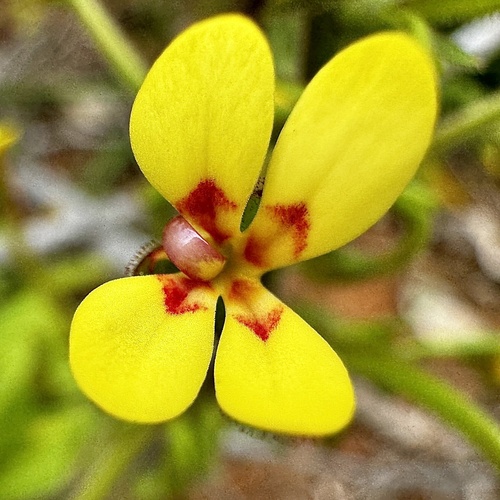 Stylidium pycnostachyum (Stylidium pycnostachyum)
