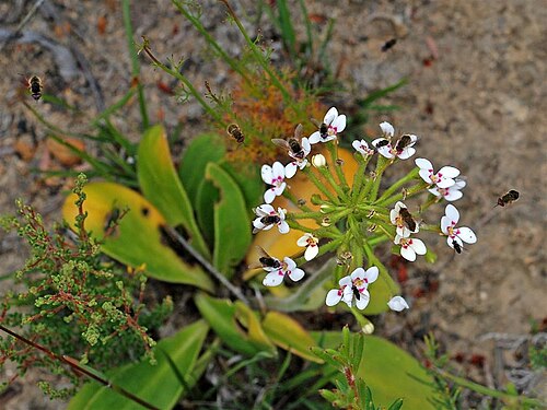 Stylidium pycnostachyum: Downy Triggerplant flowers August to November. It is often visited by the Mandella sp Bee flies seen here. The flies visit the flowers for nectar and pollen as