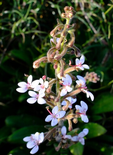 Stylidium pycnostachyum (Stylidium pycnostachyum)