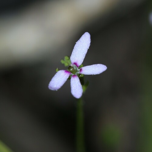 Stylidium pygmaeum (Stylidium pygmaeum)
