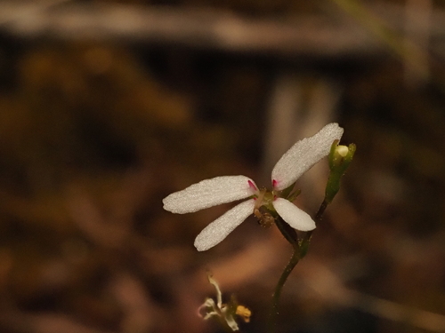 Stylidium pygmaeum (Stylidium pygmaeum)