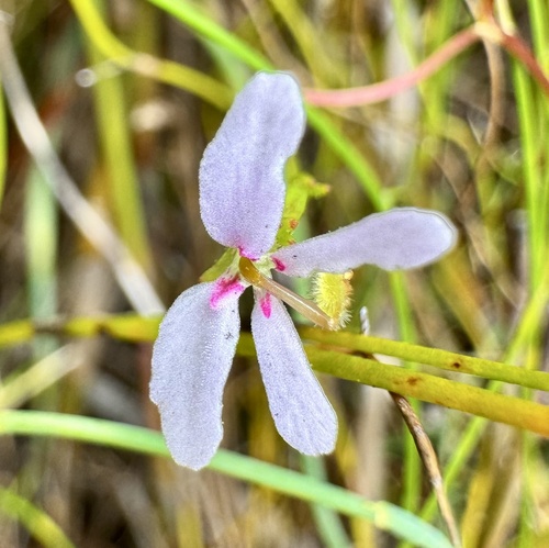 Stylidium pygmaeum (Stylidium pygmaeum)