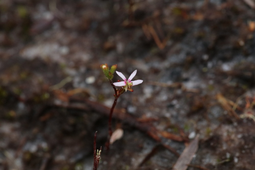 Stylidium pygmaeum (Stylidium pygmaeum)