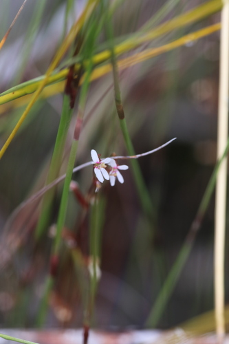 Stylidium pygmaeum (Stylidium pygmaeum)