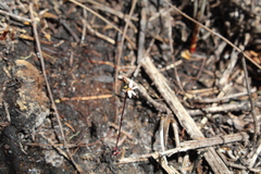 Stylidium pygmaeum (Stylidium pygmaeum)