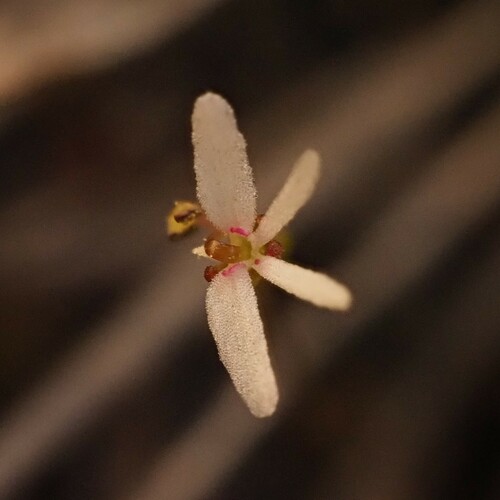 Stylidium pygmaeum (Stylidium pygmaeum)