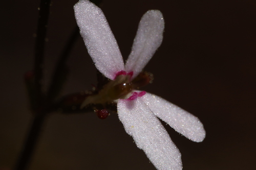 Stylidium pygmaeum (Stylidium pygmaeum)