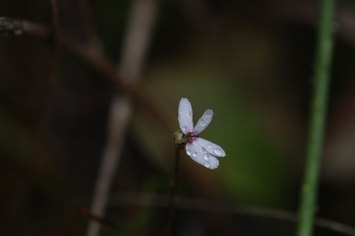 Stylidium pygmaeum (Stylidium pygmaeum)