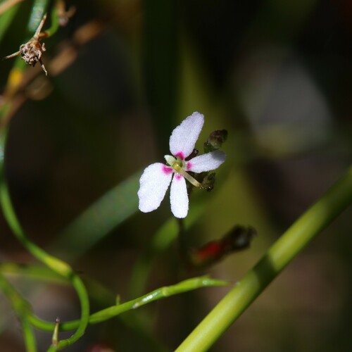 Stylidium pygmaeum (Stylidium pygmaeum)
