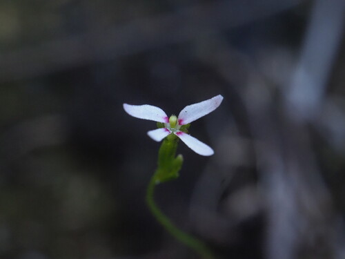 Stylidium pygmaeum (Stylidium pygmaeum)