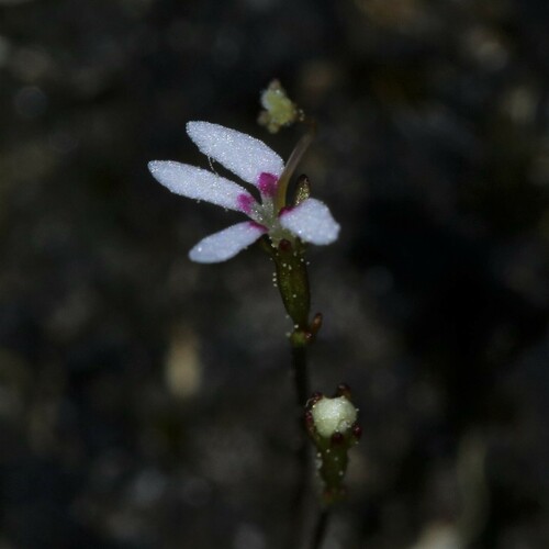 Stylidium pygmaeum (Stylidium pygmaeum)