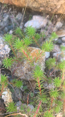 Stylidium recurvum (Stylidium recurvum)