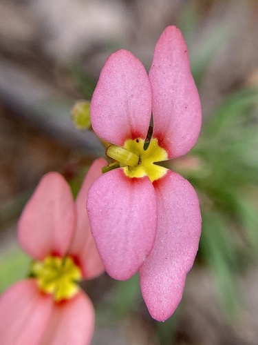 Stylidium recurvum (Stylidium recurvum)