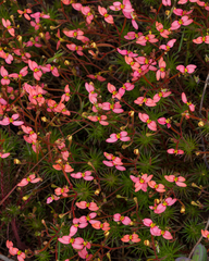 Stylidium recurvum (Stylidium recurvum)
