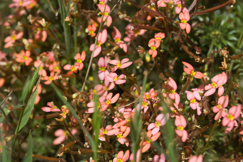 Stylidium recurvum (Stylidium recurvum)