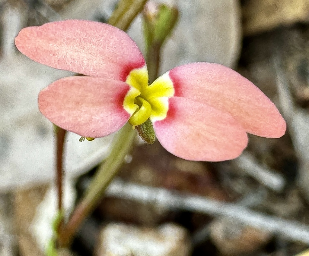 Stylidium recurvum (Stylidium recurvum)