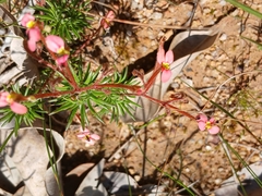 Stylidium recurvum (Stylidium recurvum)