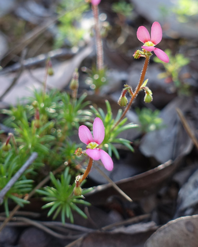 Stylidium recurvum (Stylidium recurvum)