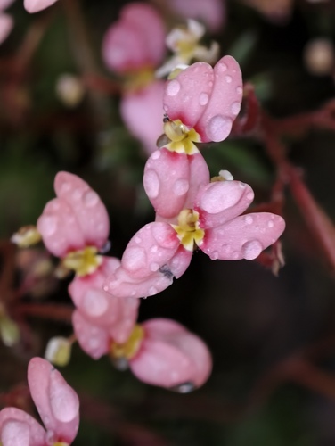 Stylidium recurvum (Stylidium recurvum)