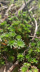 Stylidium recurvum (Stylidium recurvum)