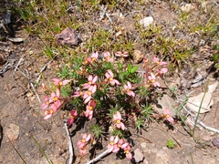 Stylidium recurvum (Stylidium recurvum)
