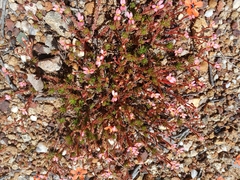 Stylidium recurvum (Stylidium recurvum)