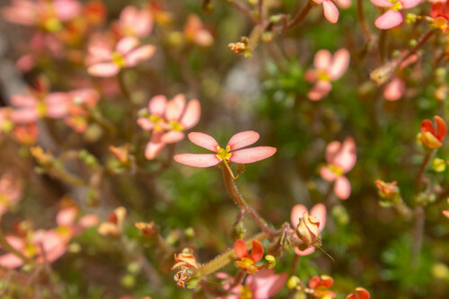 Stylidium recurvum (Stylidium recurvum)