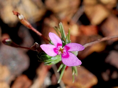 Stylidium repens: Stylidium repens