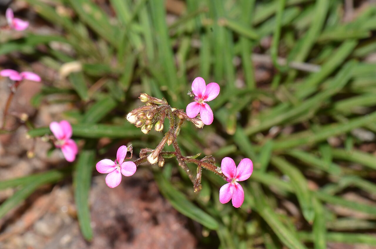 Stylidium ricae: We found these plants growing around the edges of a large rock in Morawa. Stylidium ricae grows in a restricted area. Photo: Jean