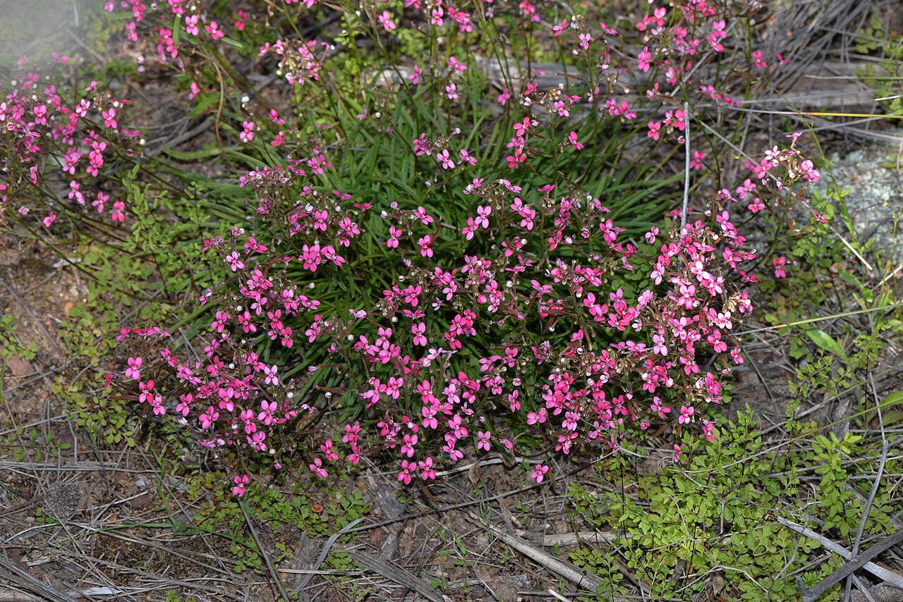 Stylidium ricae: We found these plants growing around the edges of a large rock in Morawa. Stylidium ricae grows in a restricted area. Photo: Fred