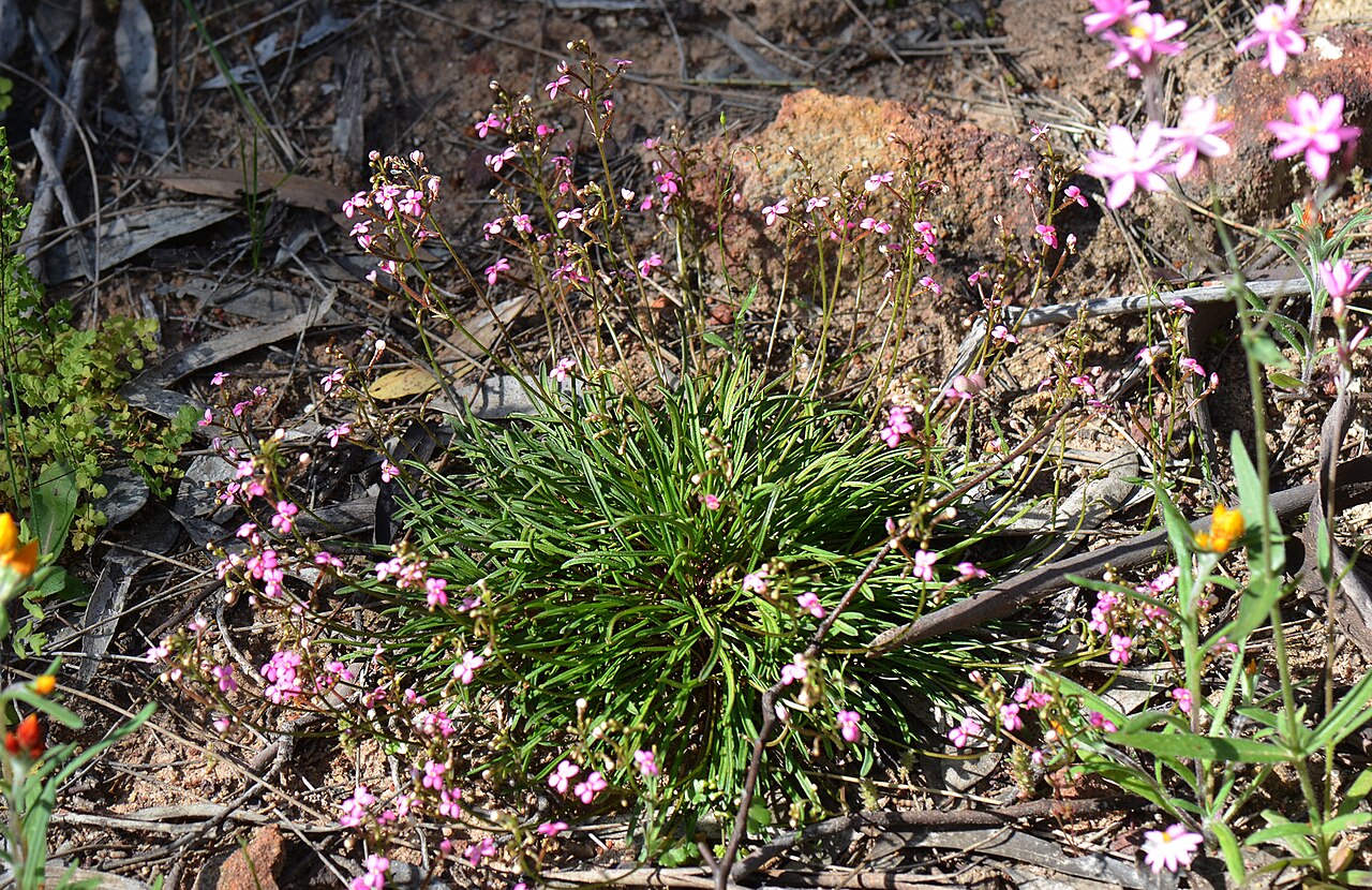 Stylidium ricae: We found these plants growing around the edges of a large rock in Morawa. Stylidium ricae grows in a restricted area. Photo: Jean
