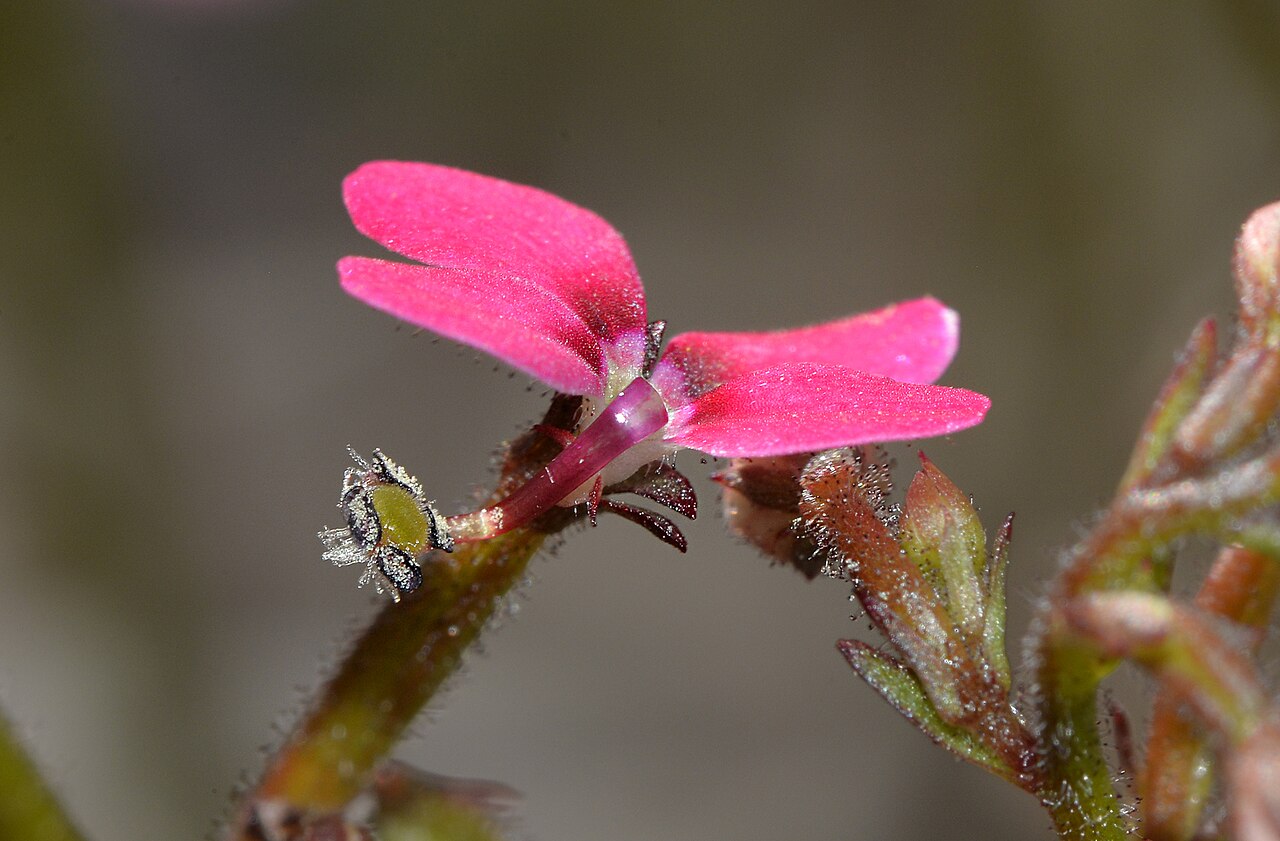 Stylidium ricae: We found these plants growing around the edges of a large rock in Morawa. Stylidium ricae grows in a restricted area. Photo: Fred