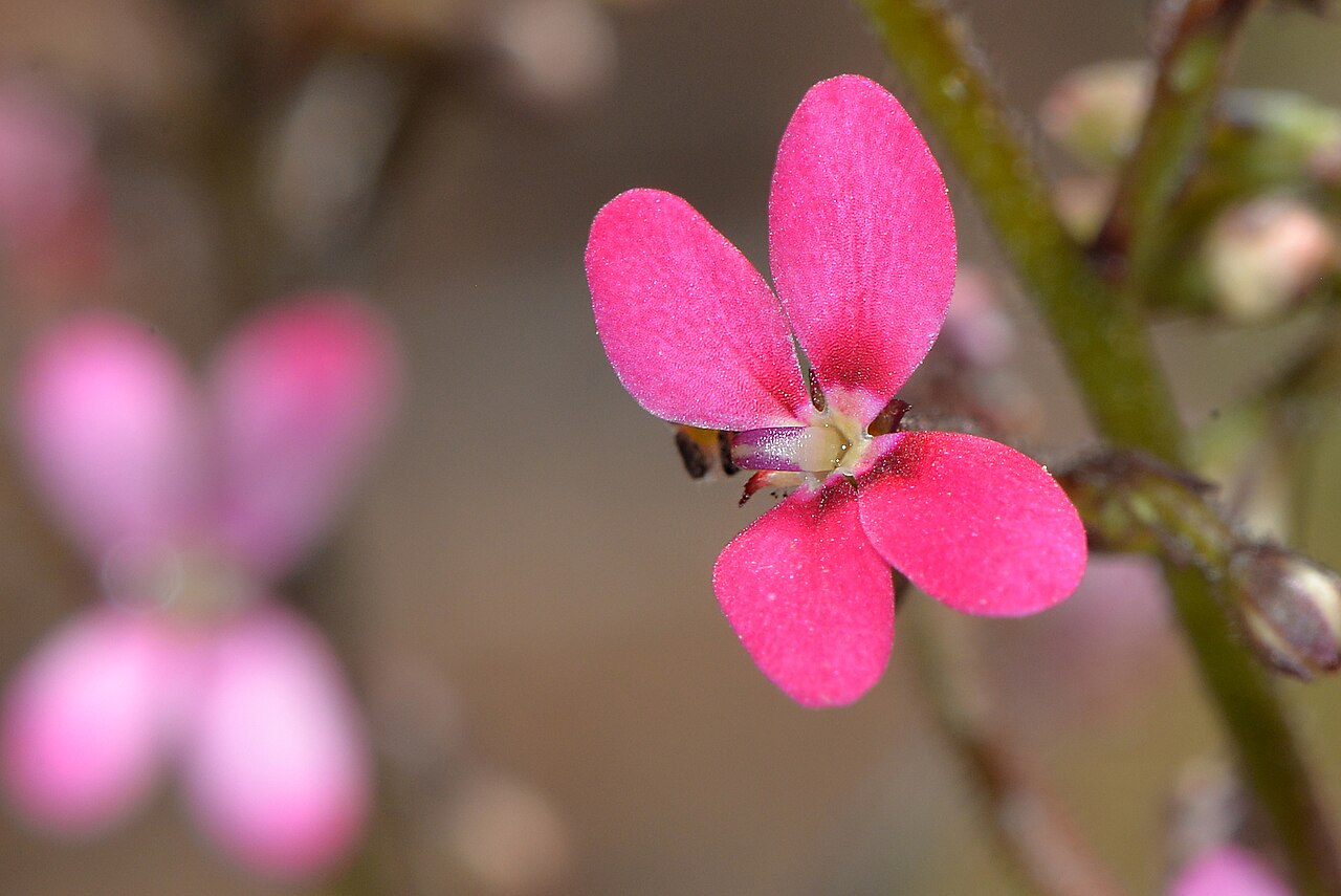 Stylidium ricae: We found these plants growing around the edges of a large rock in Morawa. The young emerging flowers are a brilliant pink encouraging you to photograph them. St